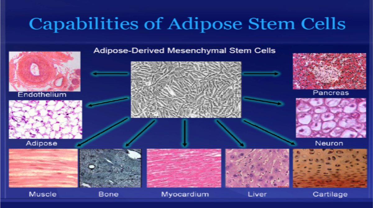 stem cell abilities